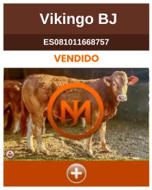 vikingo