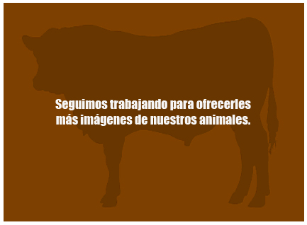 tauro-semental-limusin-ganado-selecto
