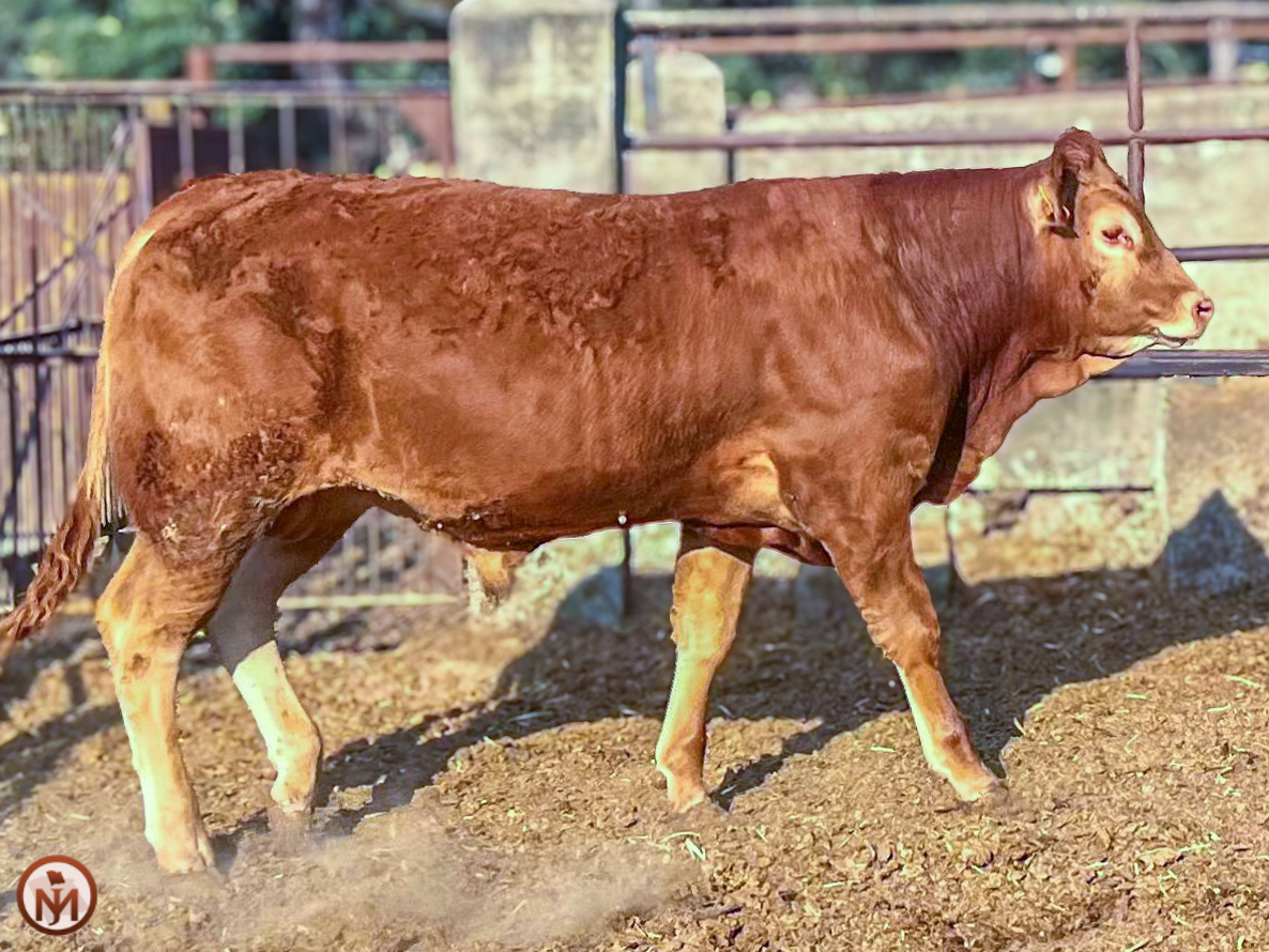 Victor Novillo en venta