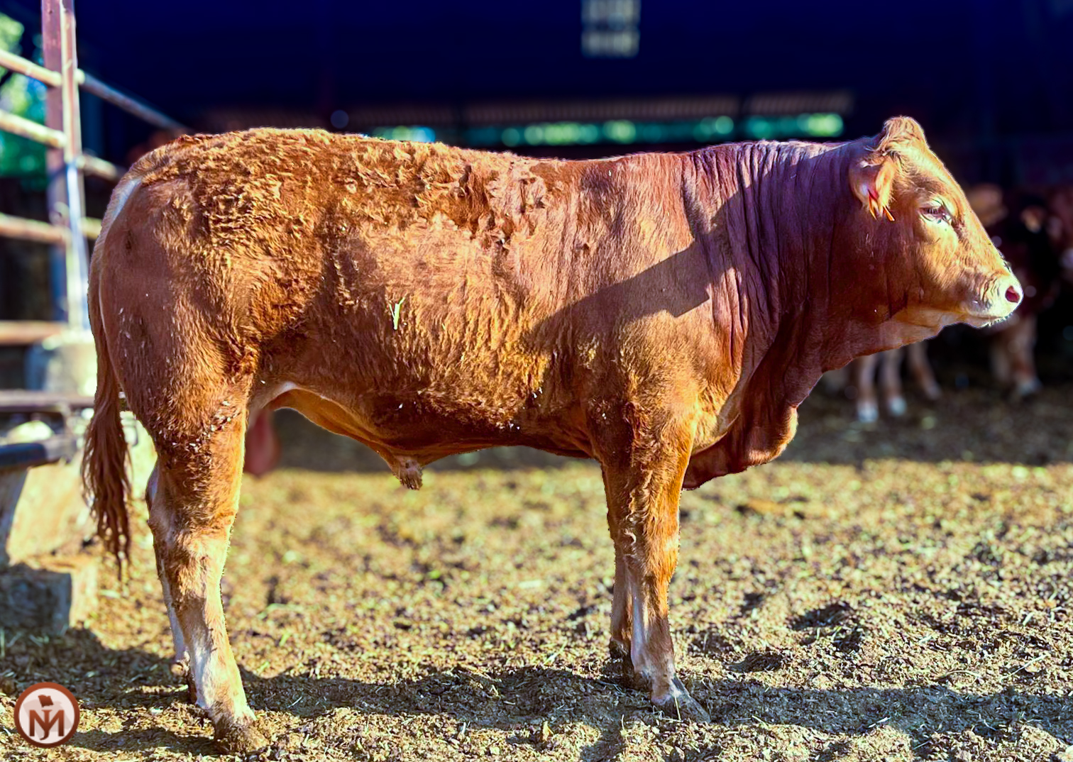 Vison Novillo en venta